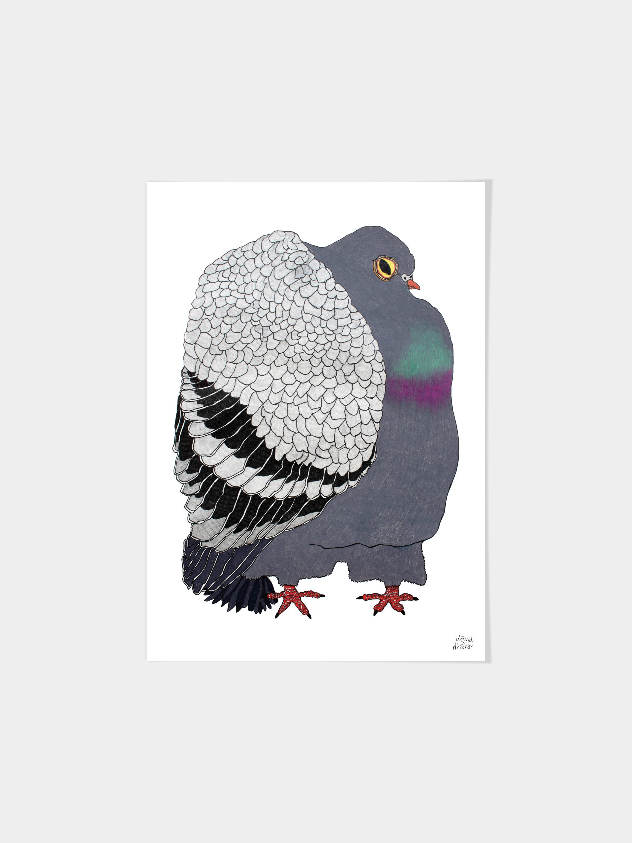 David Elharar - The Pigeon