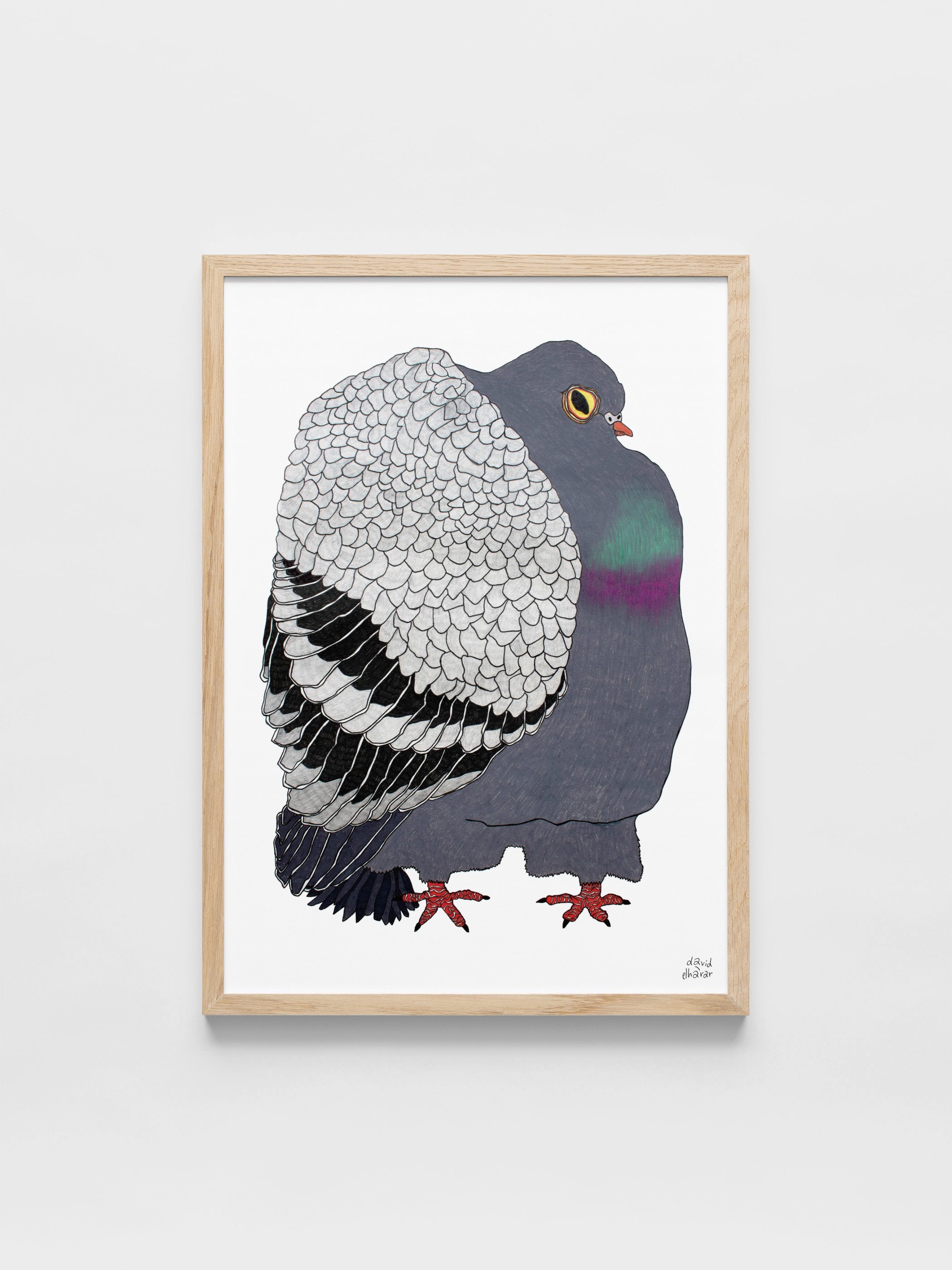 David Elharar - The Pigeon