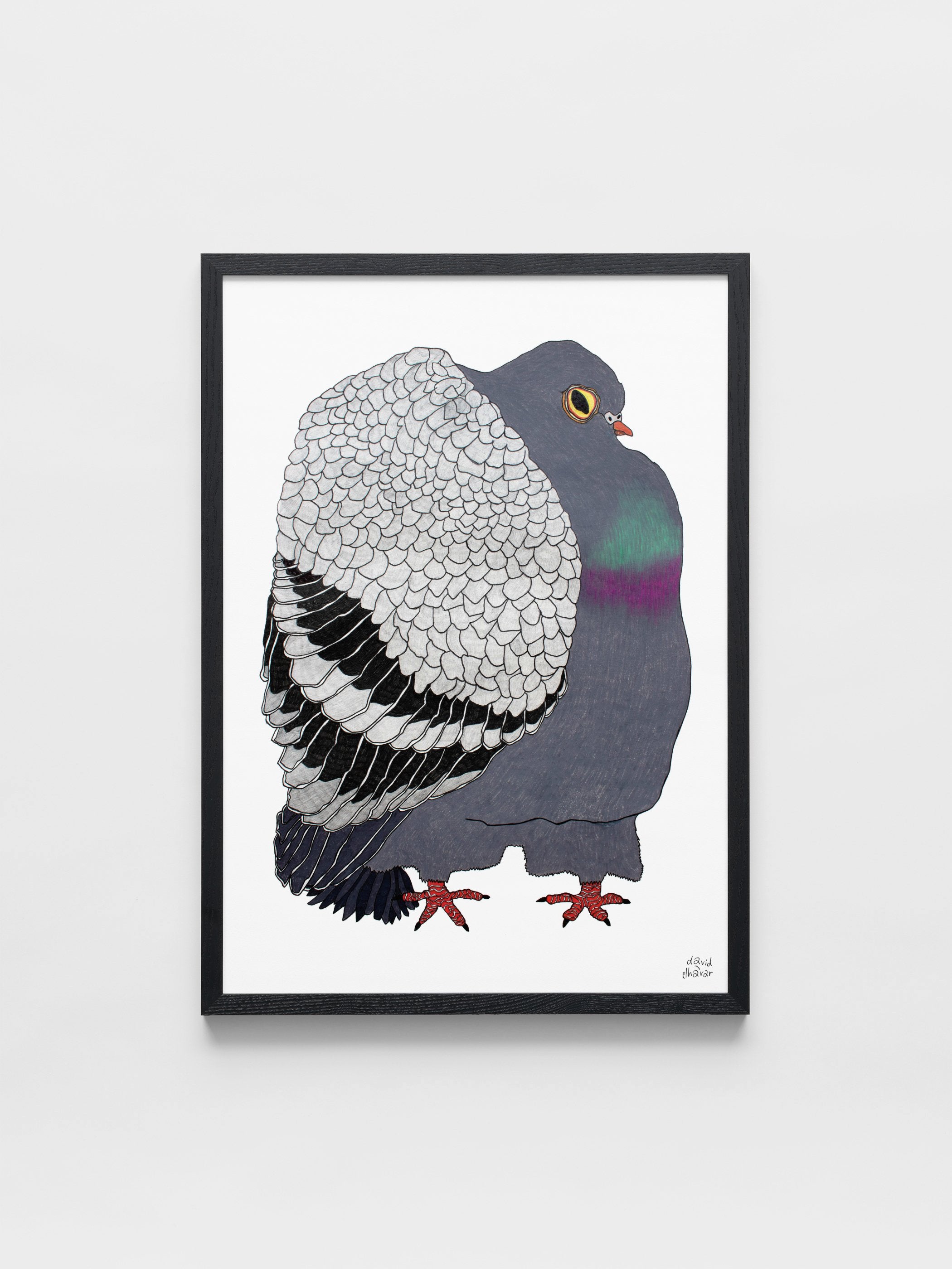 David Elharar - The Pigeon