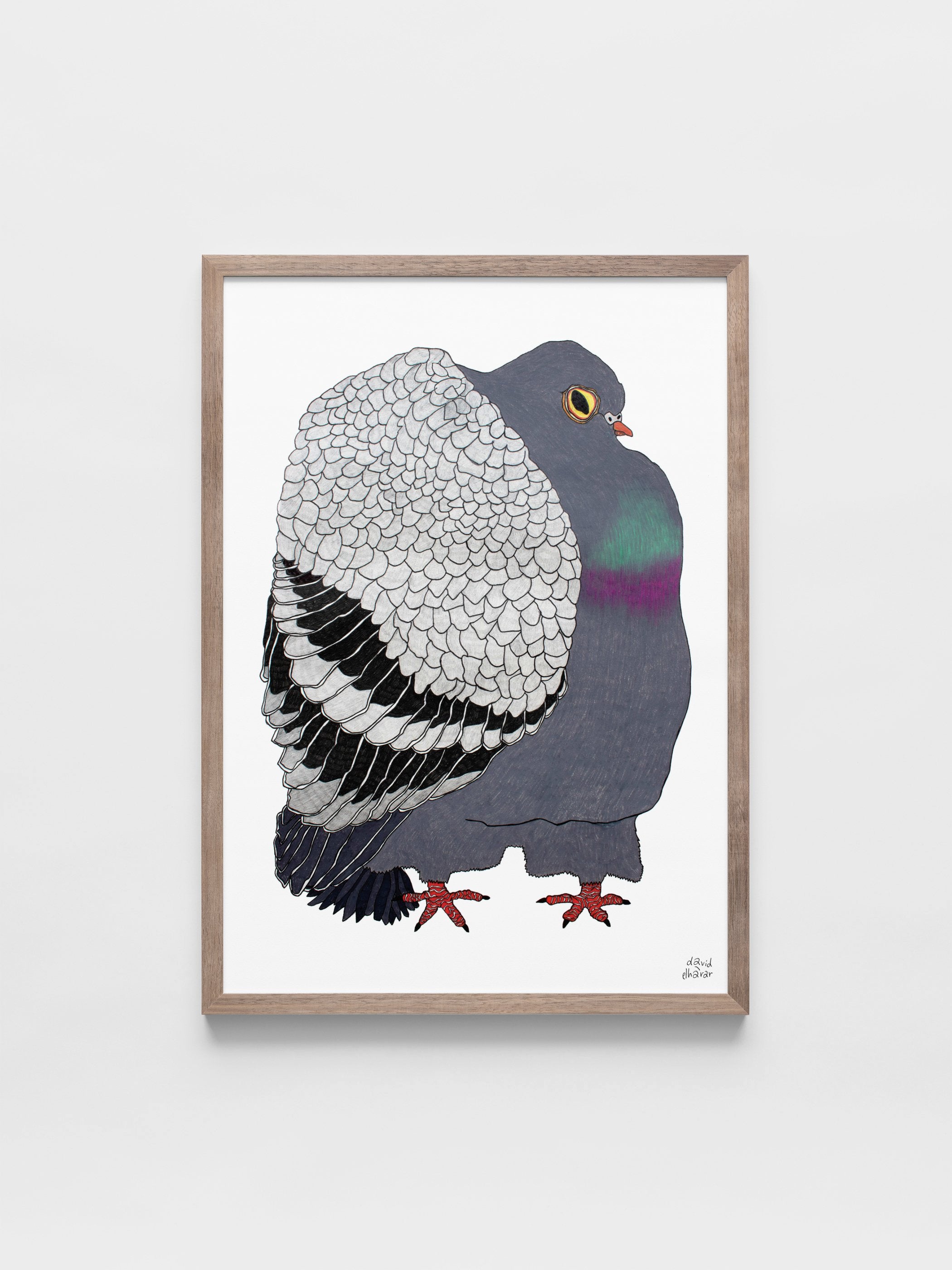 David Elharar - The Pigeon