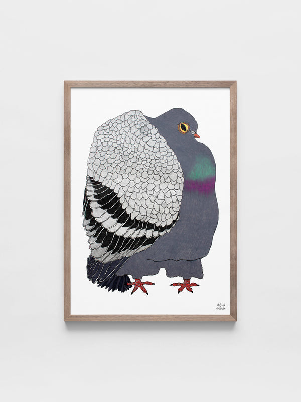 The Pigeon