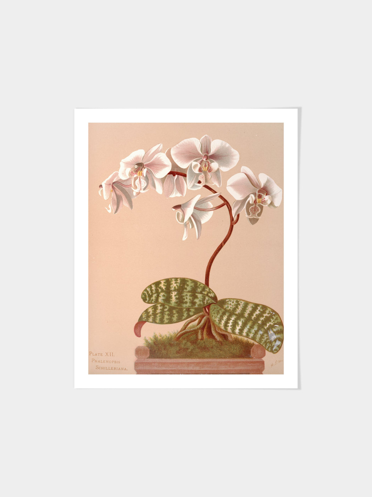 Phalenopsis Schilleriana