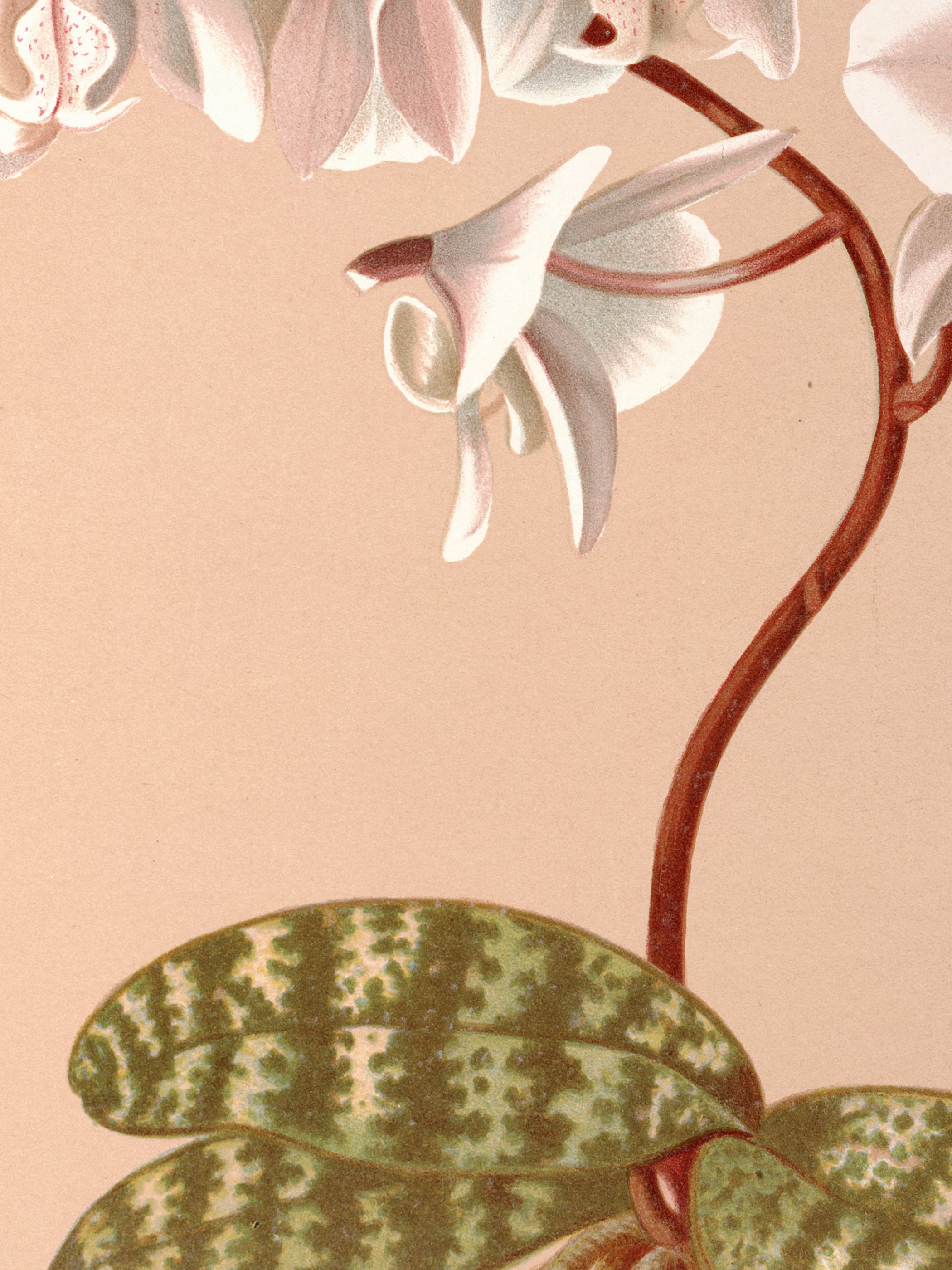 Harriet Stewart Miner - Phalenopsis Schilleriana