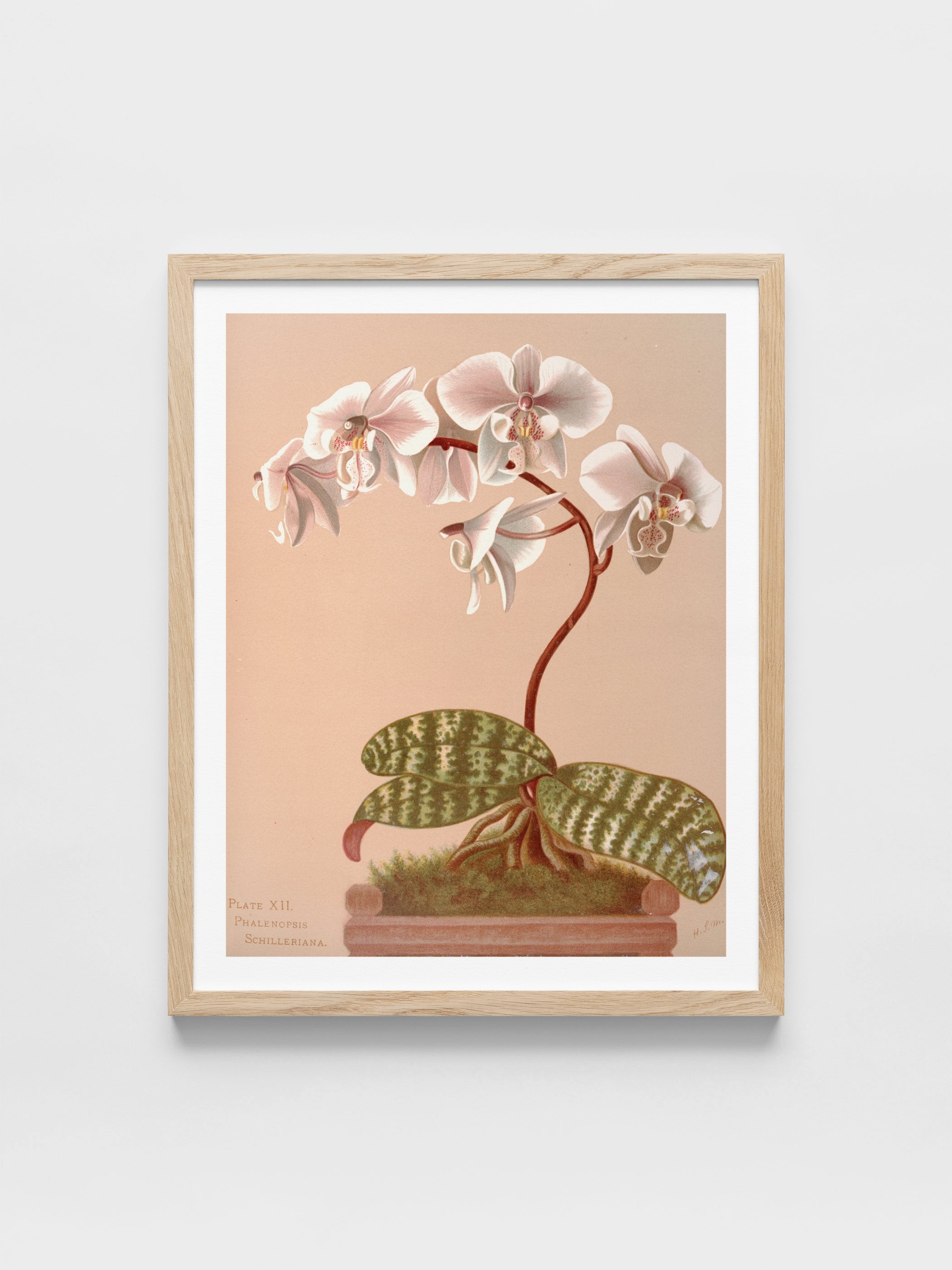 Harriet Stewart Miner - Phalenopsis Schilleriana