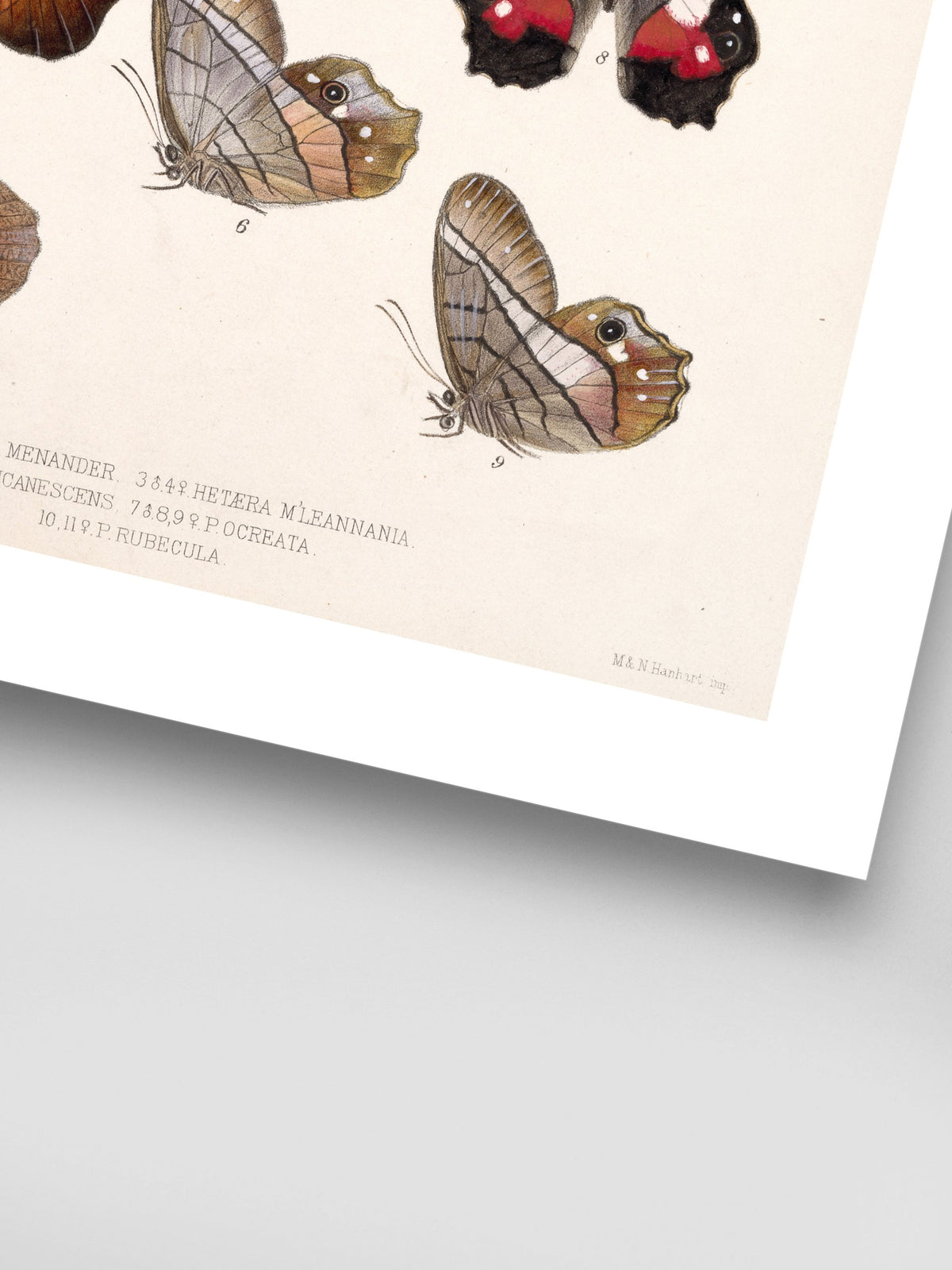 Insecta Lepidoptera-Rhopalocera Pl 006