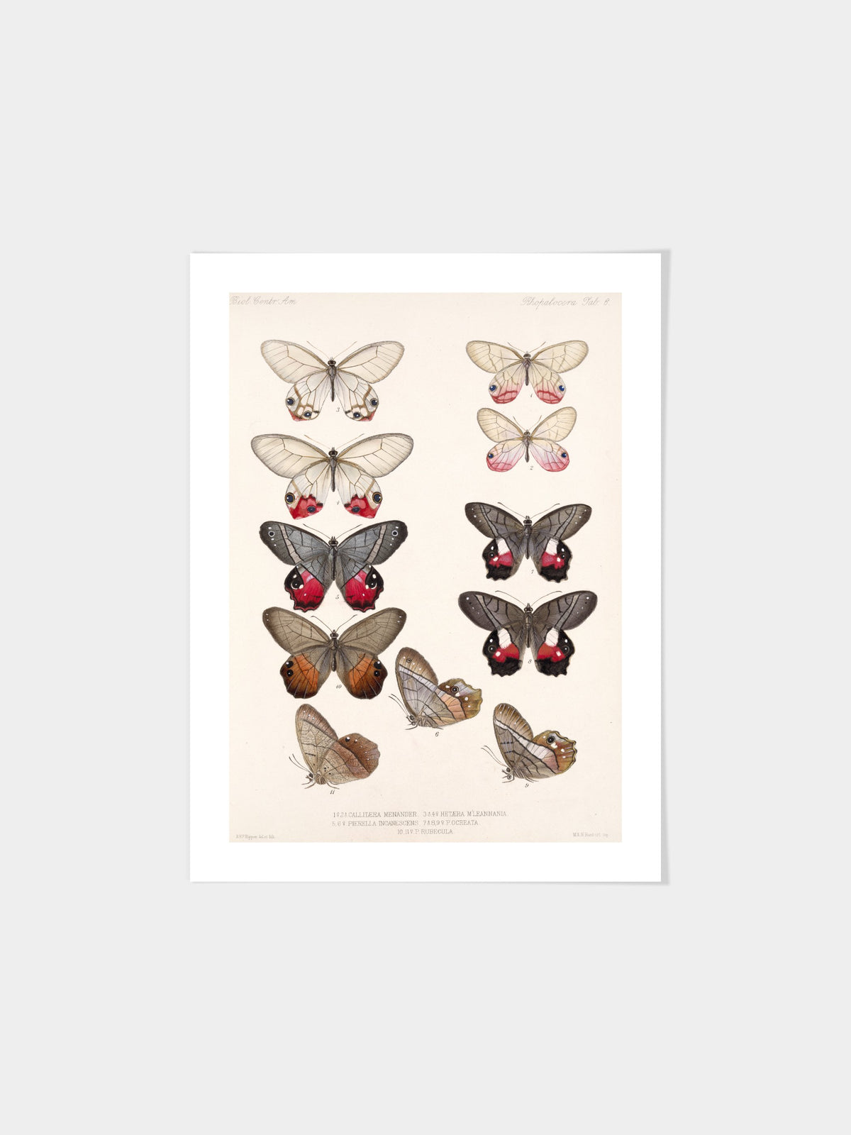 Insecta Lepidoptera-Rhopalocera Pl 006