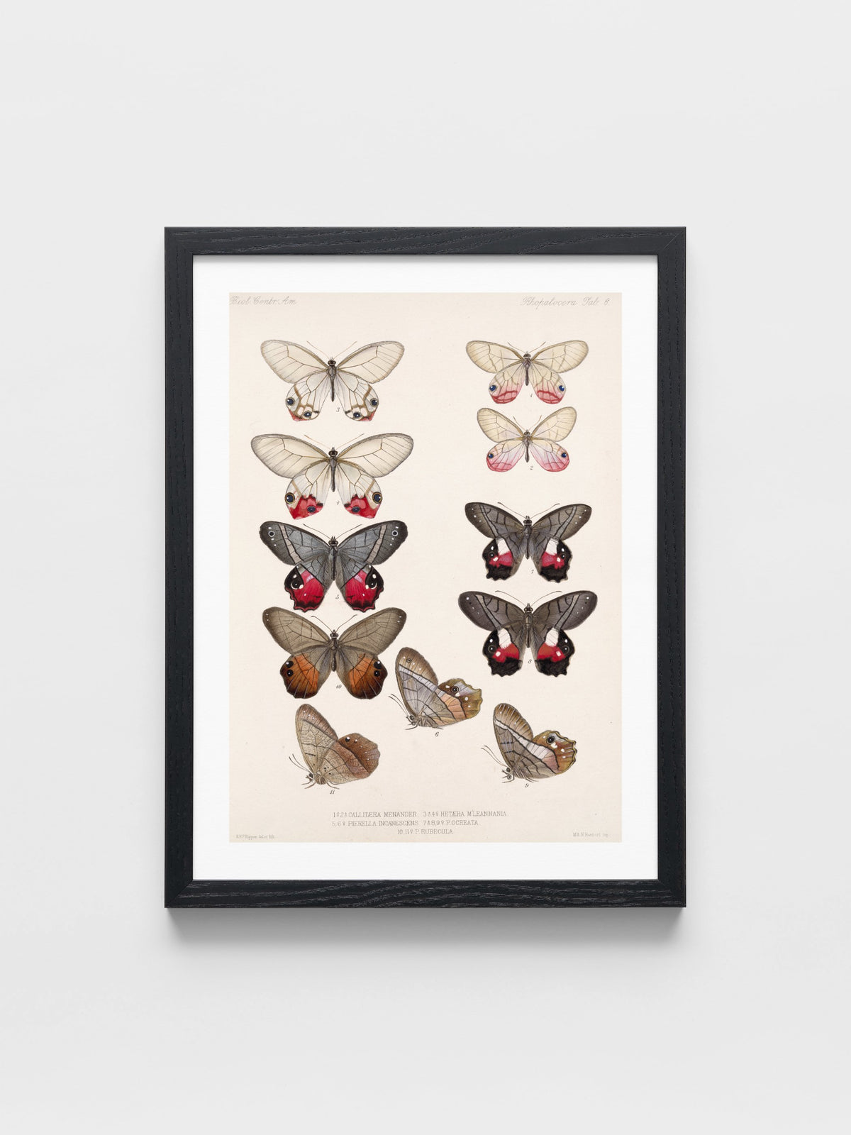 Insecta Lepidoptera-Rhopalocera Pl 006