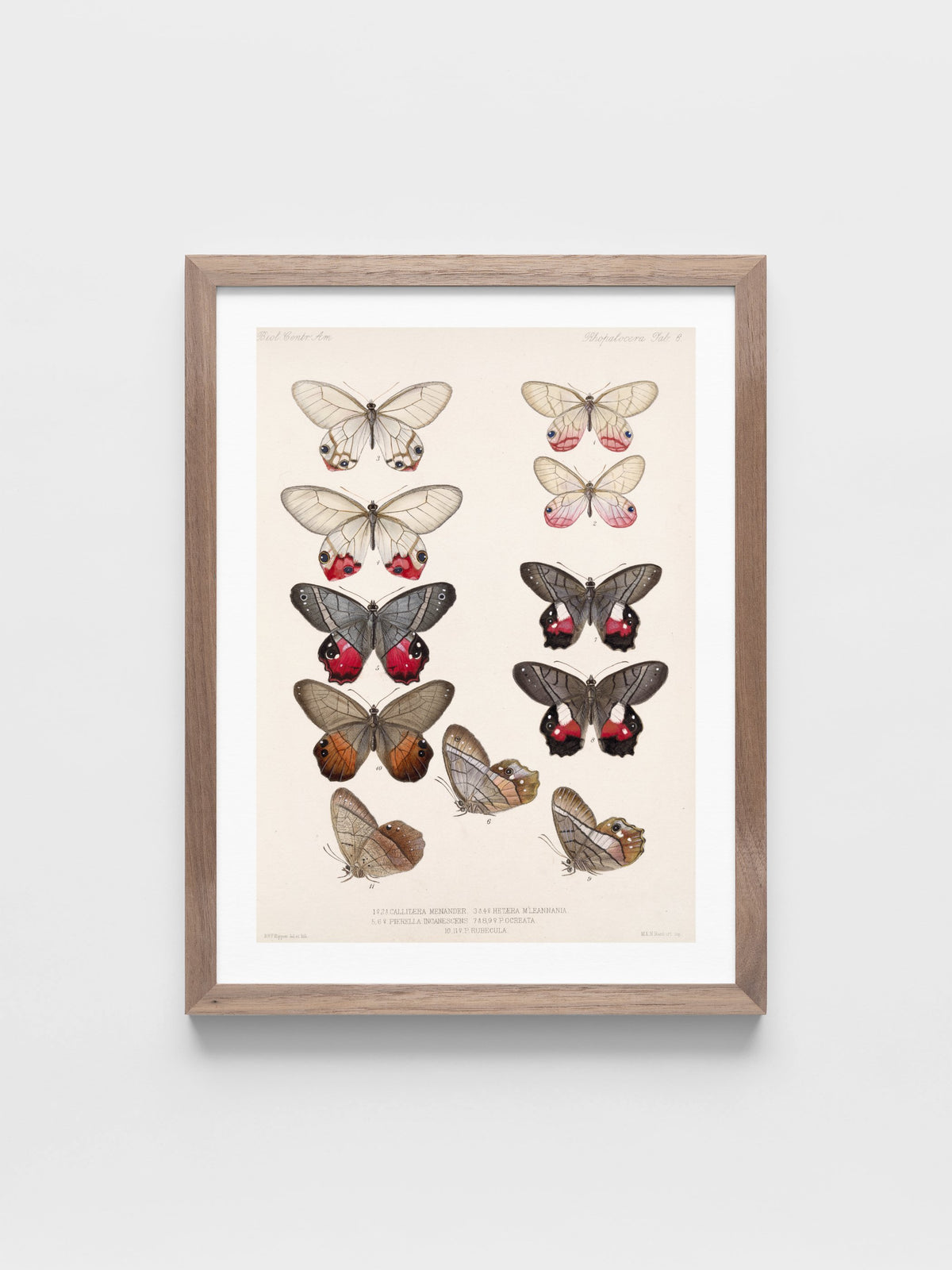 Insecta Lepidoptera-Rhopalocera Pl 006
