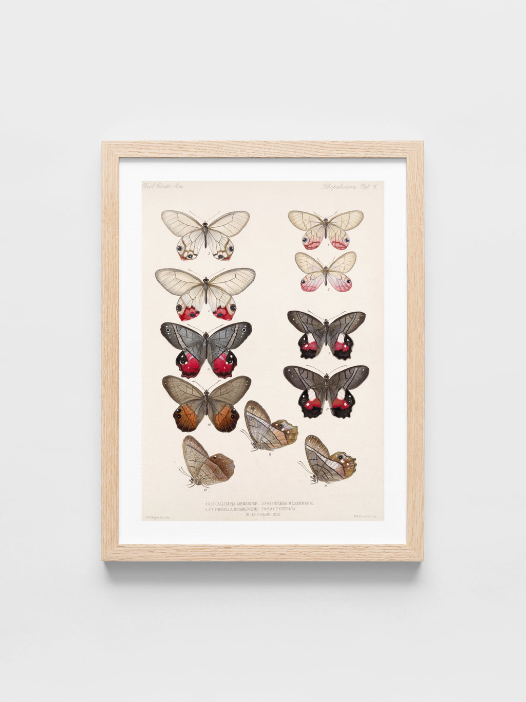 Insecta Lepidoptera-Rhopalocera Pl 006