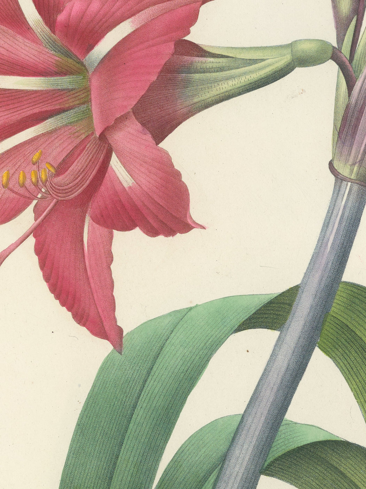 Choix des plus belles fleurs pl 005
