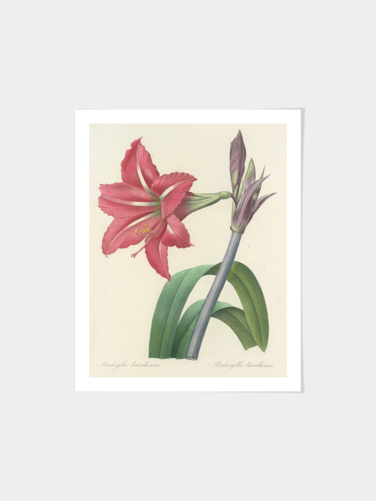 Choix des plus belles fleurs pl 005