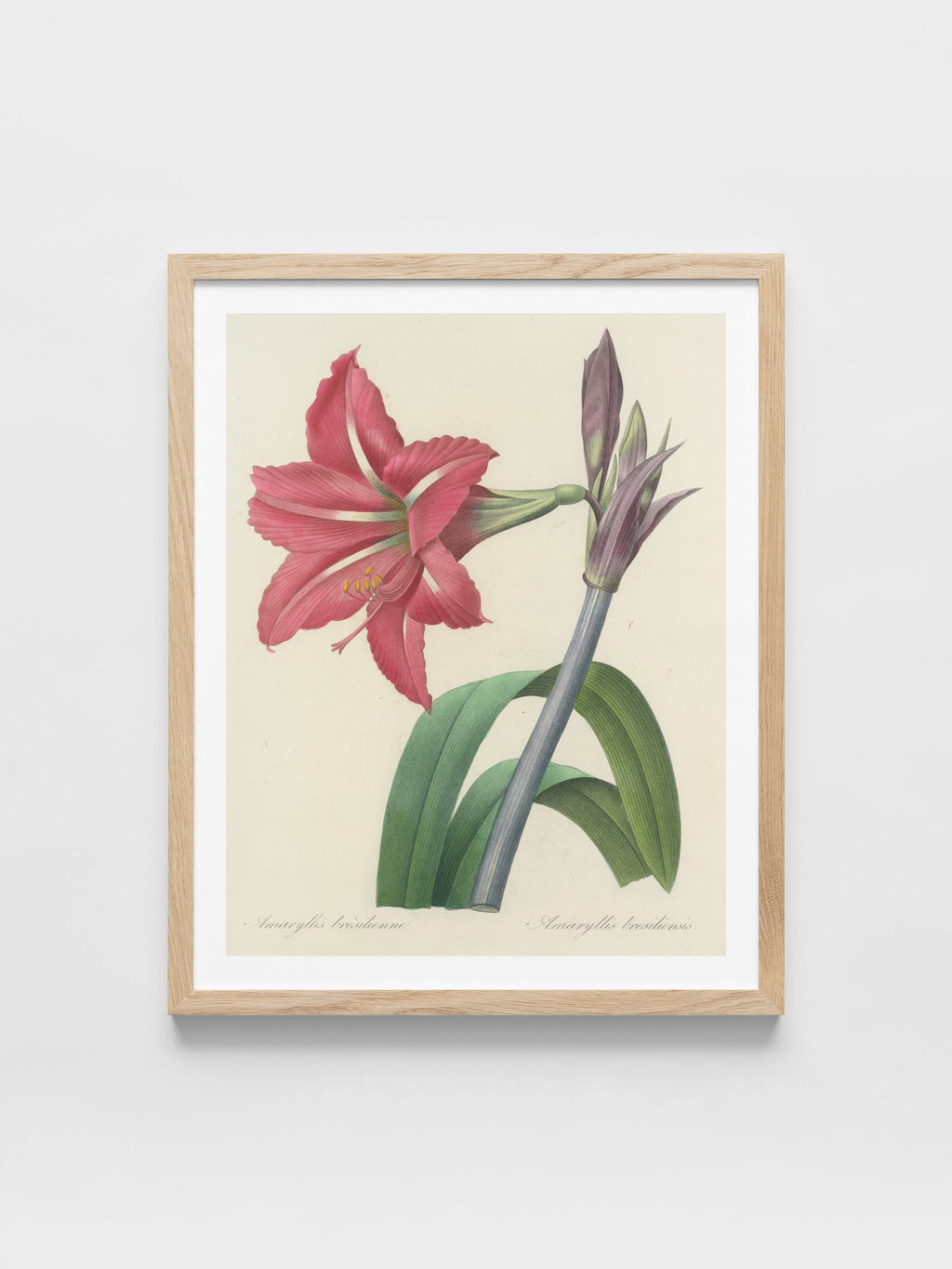 Choix des plus belles fleurs pl 005