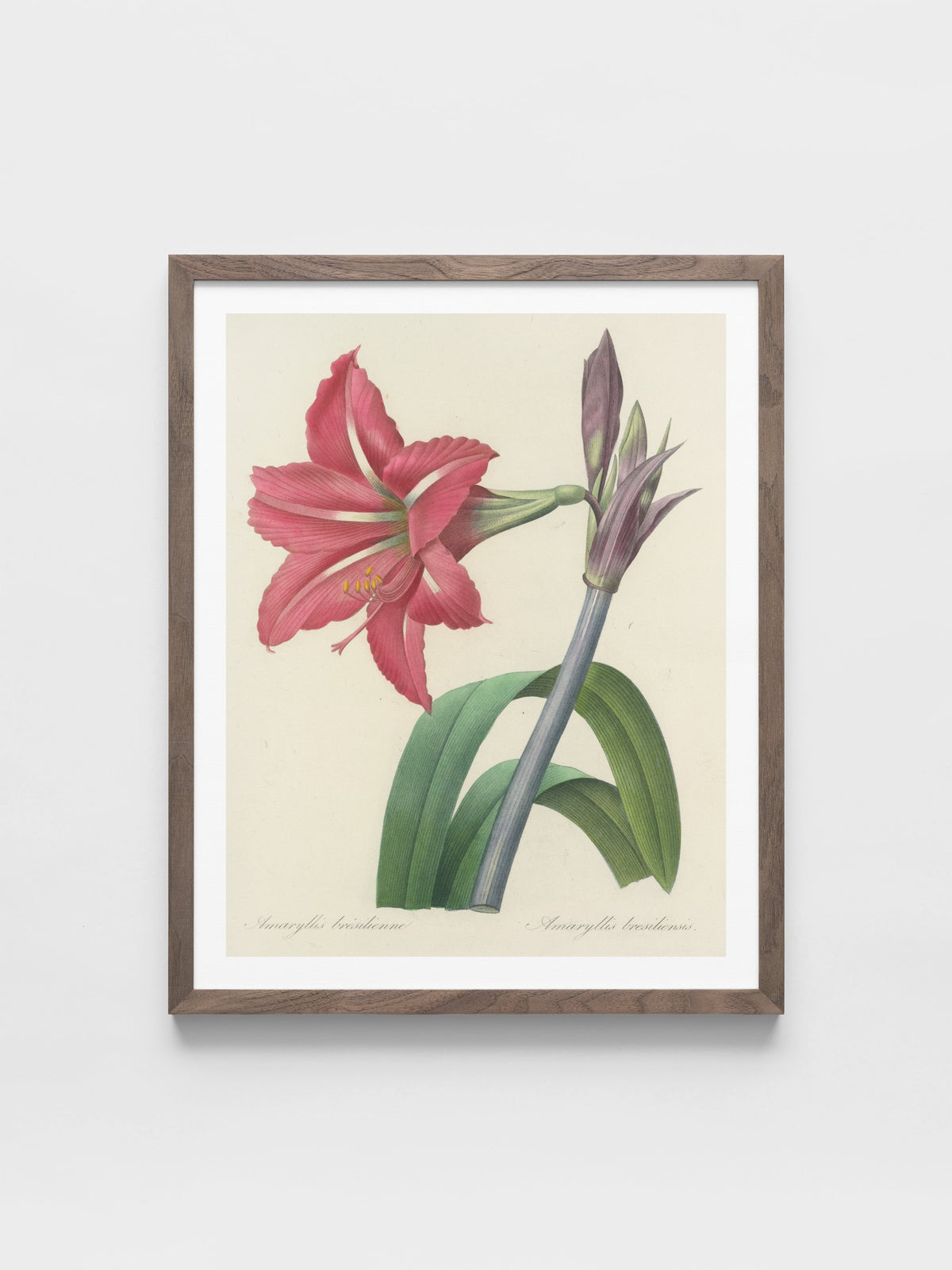 Choix des plus belles fleurs pl 005