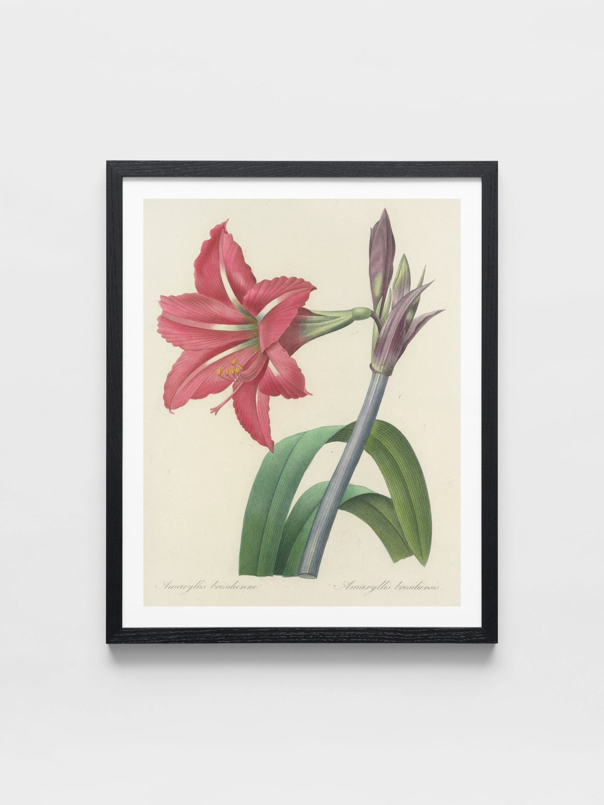Choix des plus belles fleurs pl 005