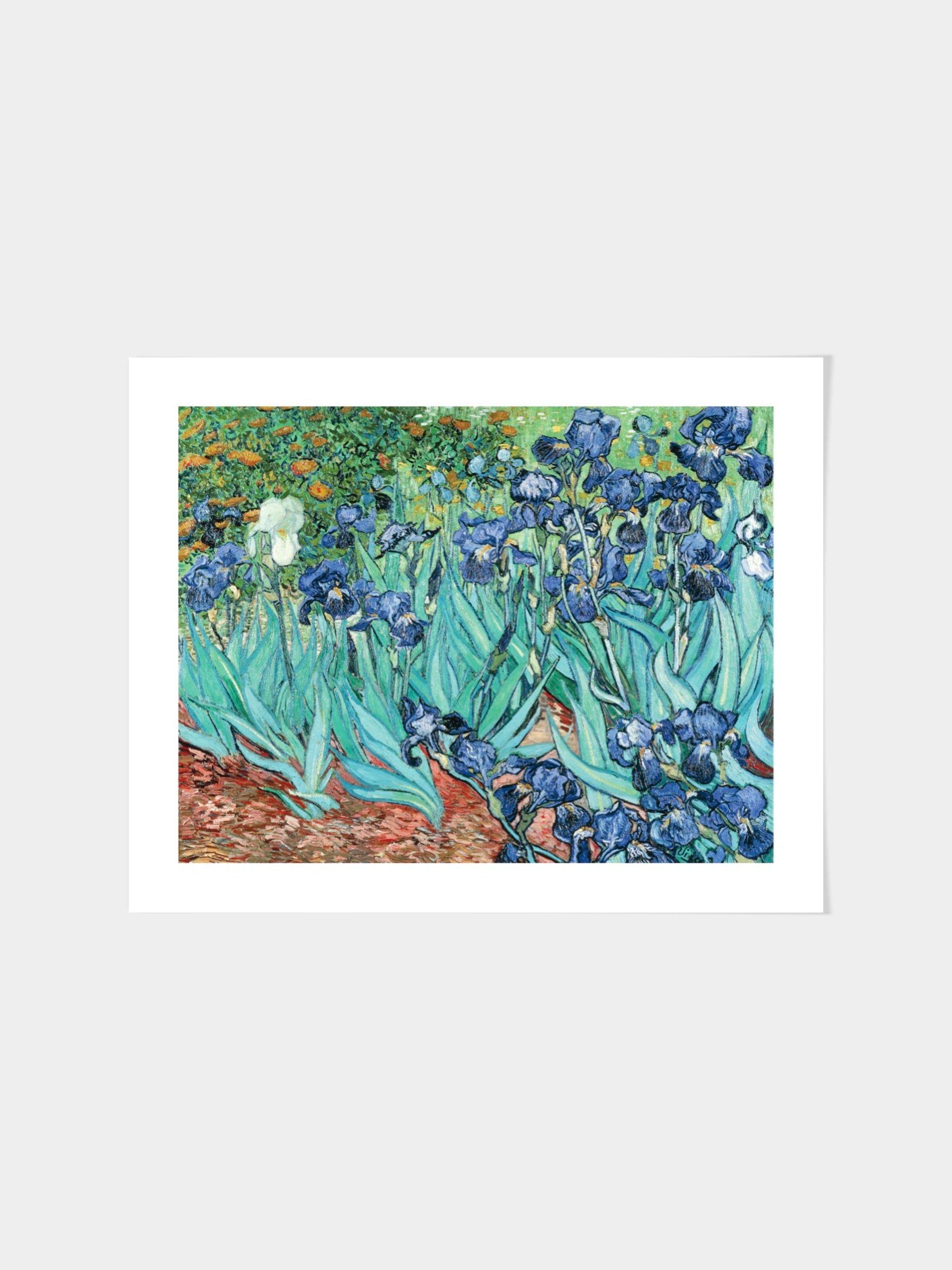 Vincent Van Gogh - Irises